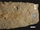 Rhamphocephalus