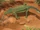 Archeopelta