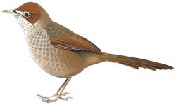 12 44 003 dasyornis broadbenti