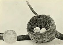 220px-Rhipidura fuliginosa cervina nest