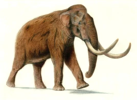 Shongua
