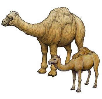 Camelus moreli