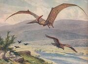 Pteranodon 3.jpg