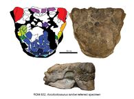 Anodontosaurus skull