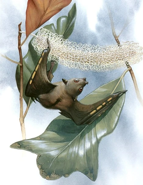 Nyctimene sanctacrucis Prehistoria Fandom Fandom