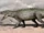 Prestosuchus
