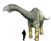 Haplocanthosaurus