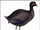 Fulica newtonii