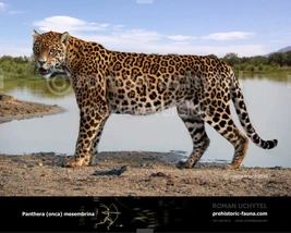 Panthera-onca-mesembrina1-738x591