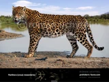Panthera onca mesembrina