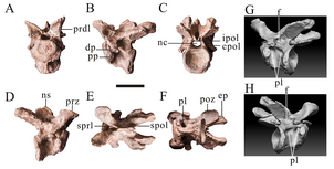Yunyangosaurus vertebrae