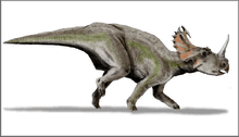 Eucentrosaurus1