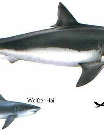 Megalodon Prehistoria Fandom Fandom Megalodon Prehistoria Fandom Fandom