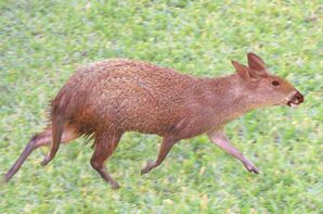 Cainotherium1