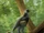 Epidexipteryx