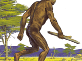 Homo rudolfensis