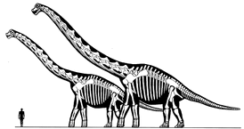 Comparación entre un  (izquierda) y un 