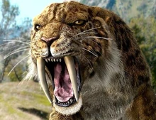Smilodon-1