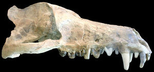 Andrewsarchus cráneo