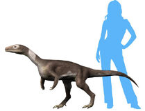 Guaibasaurus NT