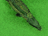 Maroccosuchus