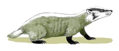 Chamitataxus.