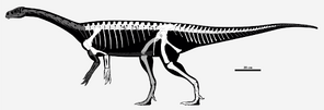 1920px-Guaibasaurus candelariensis