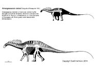 Amargasaurus-skeletal