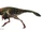 Conchoraptor
