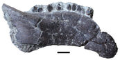 Hungarosaurus Jaw