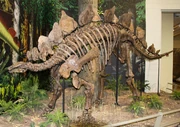 Esqueleto compuesto montado referido a S. ungulatus en el Museo Carnegie de Historia Natural.