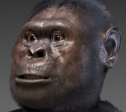 Austrolopithecus