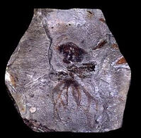 Palaeoctopus newboldi