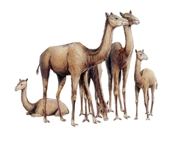 Oxydactylus-prehistoric-camel-michael-longscience-photo-library