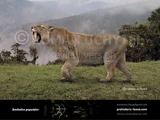 Smilodon populator