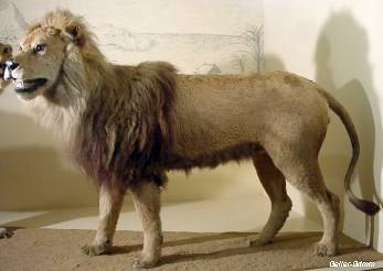 Panthera leo melanochaitus | Prehistoria Fandom | Fandom