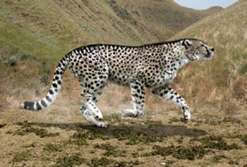 Acinonyx-pardinensis