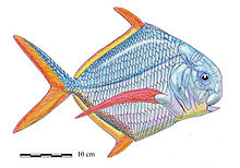 Bobasatrania Prehistoria Fandom Fandom