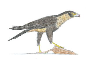 Masillaraptor restoration.jpeg