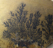 Pyrolusite dendritic