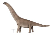 Argentinosaurus