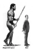 Reconstrución desactualizada del tamaño de Meganthropus usando a  como modelo.