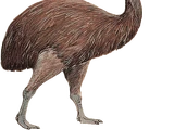 Dinornis