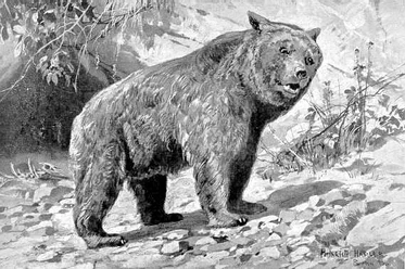 Etruscan bear Ursus etruscus