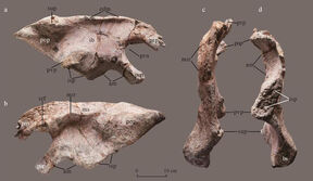 Napaisaurus skeleton