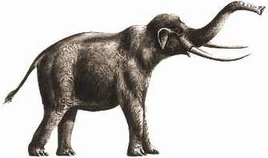 Palaeoloxodon falconeri