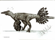 Paronychodon