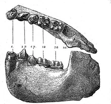 300px-Dryopithecus Fontani jaw