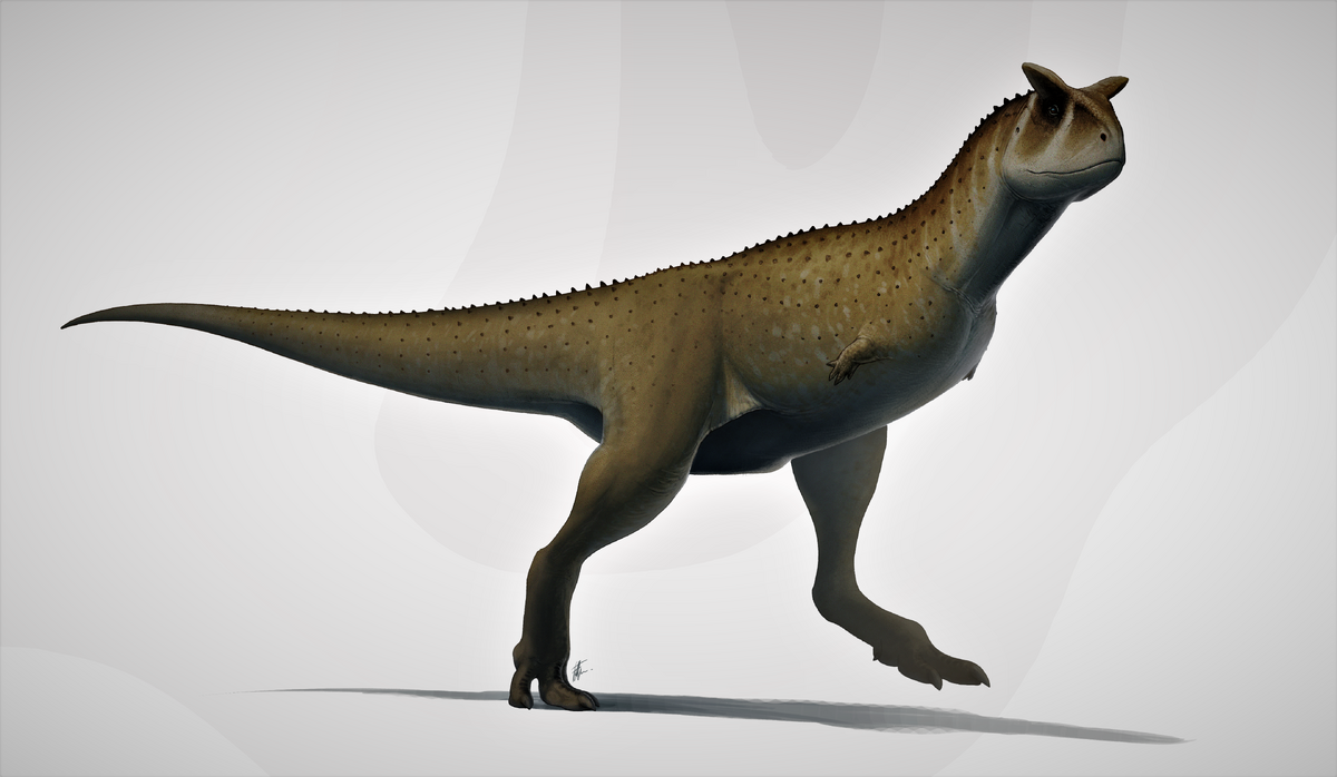 Carnotaurus | Prehistoria Fandom | Fandom Carnotaurus | Prehistoria Fandom | Fandom