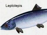 Leptolepis